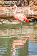 Flamingo walks in a pond
