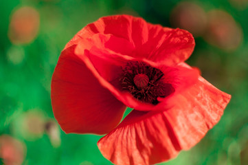 red poppy on green background