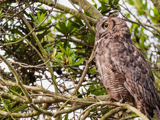 Great Horned Owl