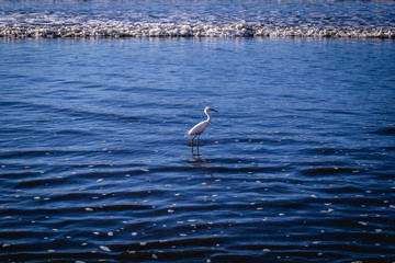 Fototapeta na wymiar The Little Egret is a heron that occurs in temperate and tropical America, Small white heron walking and flying over the beach.
