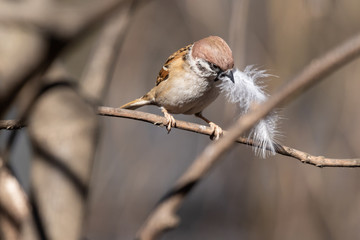 The little sparrow holds a huge light feather in its beak and prepares to make a nest.  Brown bird and snow-white feather. Spring troubles.