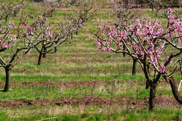 Peach orchard at spring