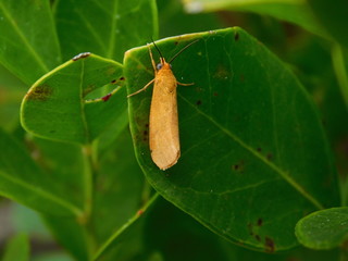 Moth
