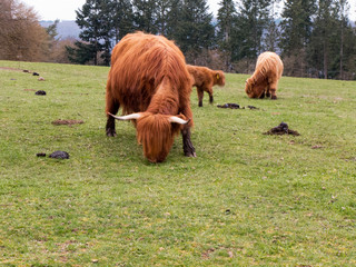 Schottische Hochlandrinder mit laufendem Kälbchen sind auf der Weide. Im Hintergrund sind einige...