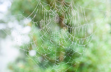 The spider thin web cobweb closeup background.