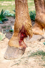 Wound on horse's leg after kokpar