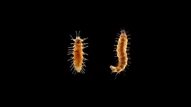 insect larva caterpillar, under a microscope, was found in moss, erucid mobile larva, size only 2-3 mm 4K