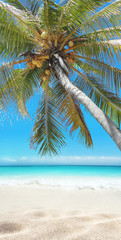 Fototapeta na wymiar Coconut palm tree hanging over the tropical white sandy beach and turquoise sea.