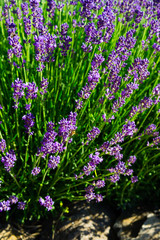 Fototapeta premium purple lavender flowers with stones
