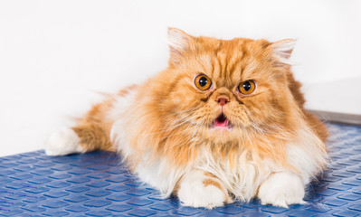 Fototapeta premium Persian breed cat on the blue table