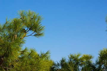 cedar north forest tree needle pine branches on empty blue sky background