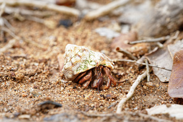 Natural looking close-up of a hermit crab (Coenobitidae) that protects a shell, near the beach, surrounded by leaves and twigs, narrow focus area with blur background - Location: Caribbean, Guadeloupe