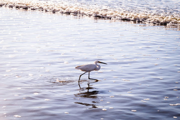 The Little Egret is a heron that occurs in temperate and tropical America, Small white heron walking and flying over the beach.