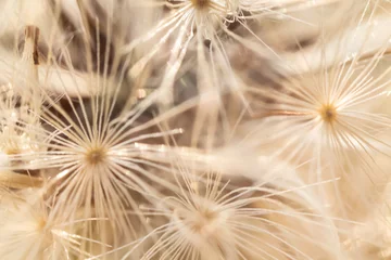 weißes und beiges Löwenzahnsamenmuster © Taya