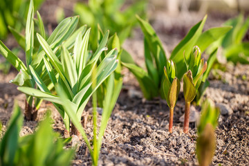 Young sprouts came out of the ground