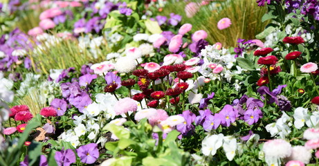 Blütenmeer von Frühlingsblumen im Park