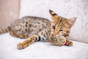 Cat Savannah F1 with mouse in mouth
