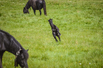  Black horses in a field in the mountain