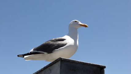 Möve auf Pfeiler vor blauem Himmel