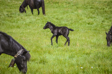  Black horses in a field in the mountain