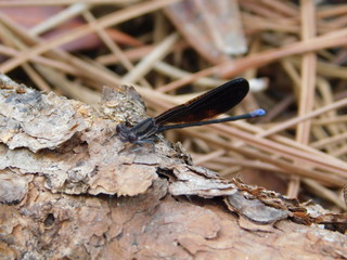 Damselfly