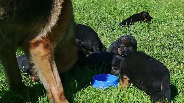 closeup eight black small young german shepherd puppies crawl in green grass