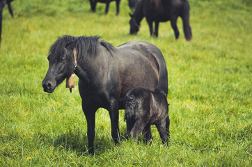  Black horses in a field in the mountain