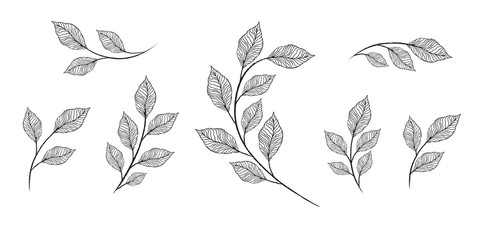 Vector designer elements set collection of greeng leaves herbs