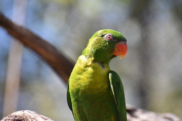 Parrot in a tree CU