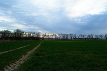 Row of trees on green field with dirt road and new estate in the background, Poznań, Poland