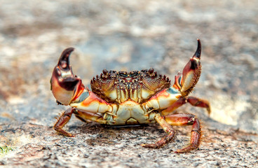 Crab on sea stones