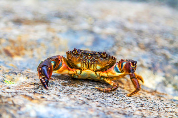 Crab on sea stones
