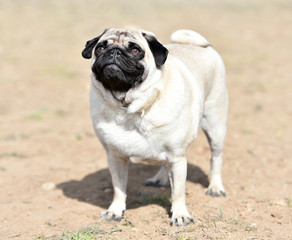 Obraz premium perro carlino