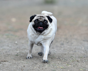 Obraz premium pug dog