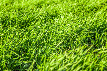 Green grass field as background