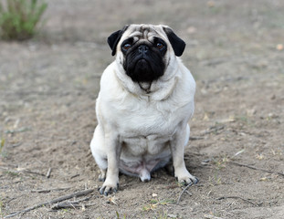 Fototapeta premium perro pug