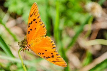 Passion Butterfly On Bloom