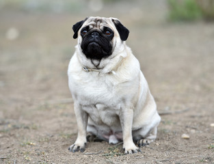 pug dog