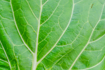 Close-up Of Green Leaf