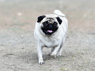 perro carlino