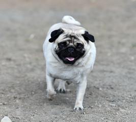 perro pug