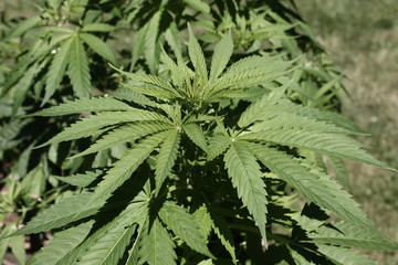 Cannabis Plant