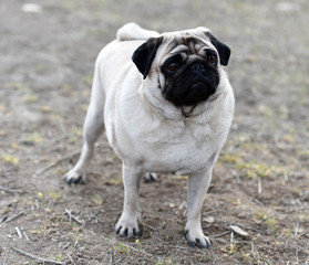 Obraz premium perro pug