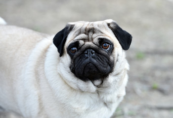 Obraz premium perro carlino