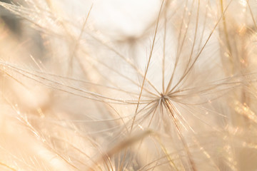 sparkly dandelion micro macro dandelion