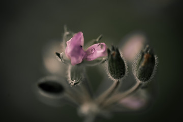 Purple Flowers with Raindrops Macro 