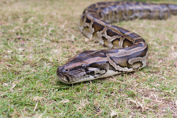 Brown python head on dry grass
