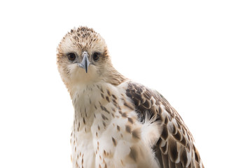 Large bird of prey isolated on white background