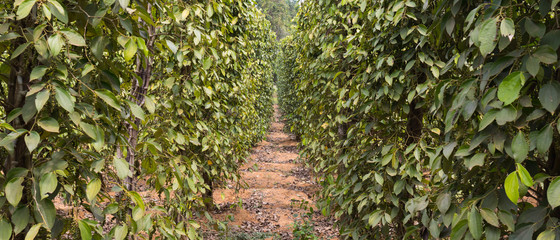 Panoramic view of the plantation of pepper in Vietnam