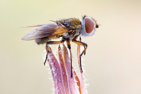 Tachinid fly